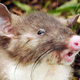 Illustration for article titled The Hog-Nosed Rat Just Got Discovered. Twice. Simultaneously.